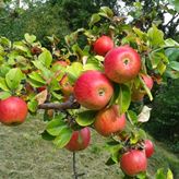 Tuin Stella Alpina 19
